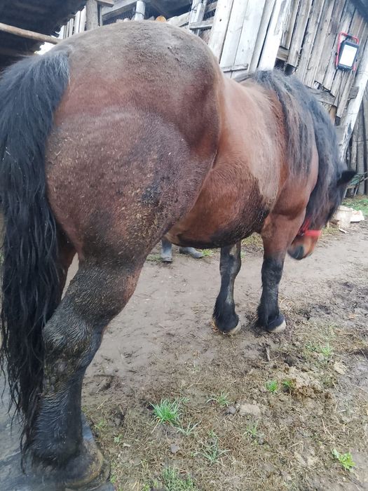 Vând cal Semi-greu romanesc 7 ani semigreu castrat