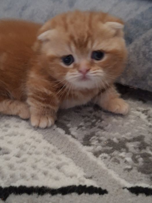 Манчкин мальчик.