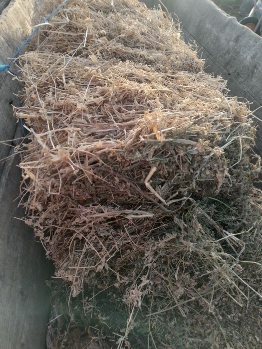 Vând 300 baloti,de lucerna!