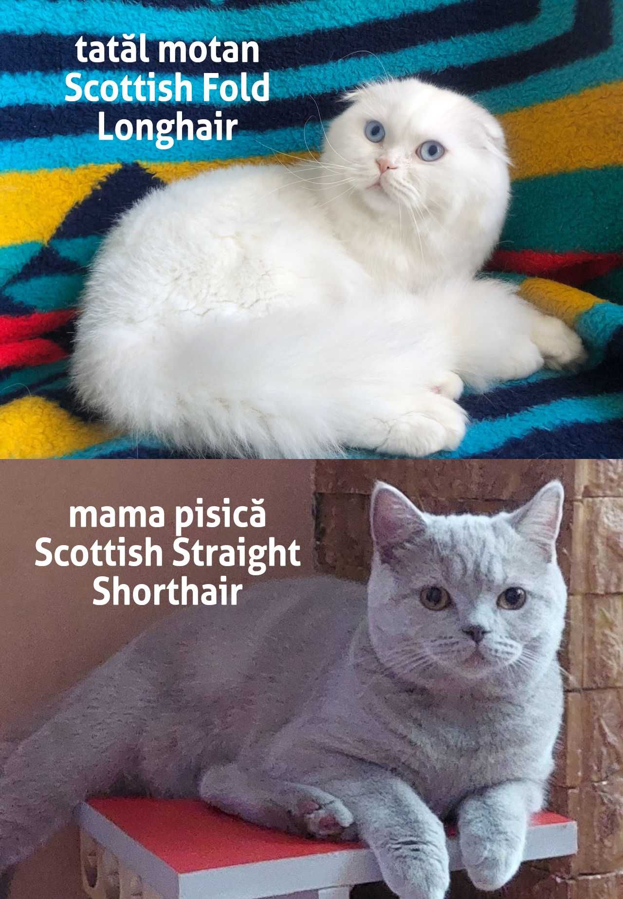 Motănel de elită cu ochi albaștri, rasa Scottish Fold - Pedigree
