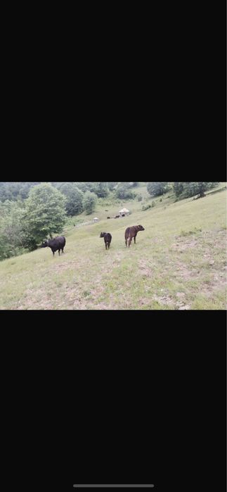 Vaci,vitei si julinci gestante (angus) de vanzare!!!