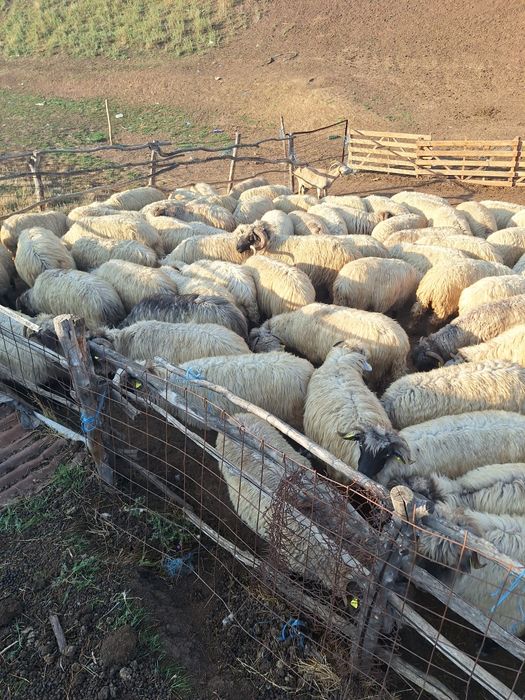 Vând oi foarte bune si îngrijite