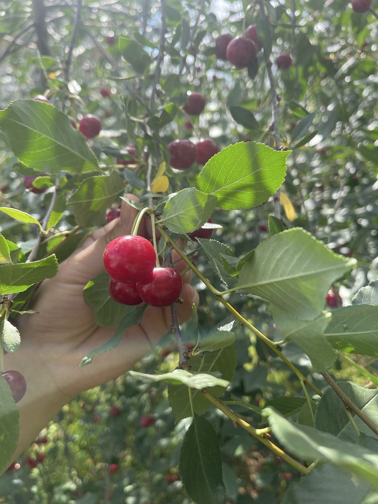 Свежая вишня с куста!