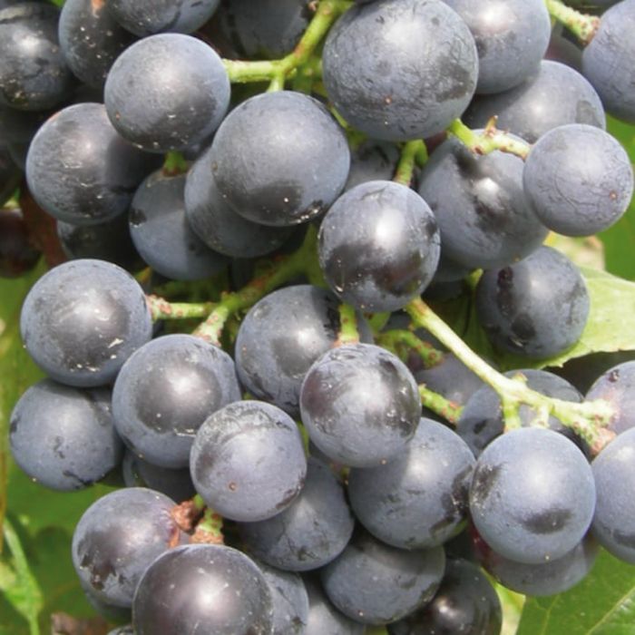 Vita de Vie (Soiuri De Masa Negru )