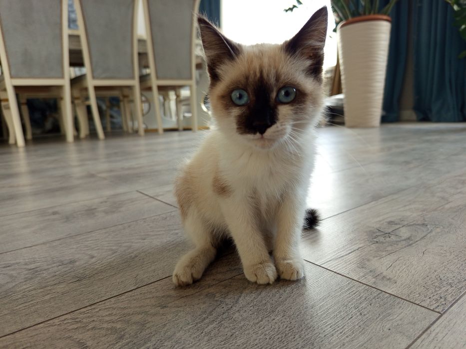 Котенок бесплатно
Нашёл маленького котёнка, очень ласко