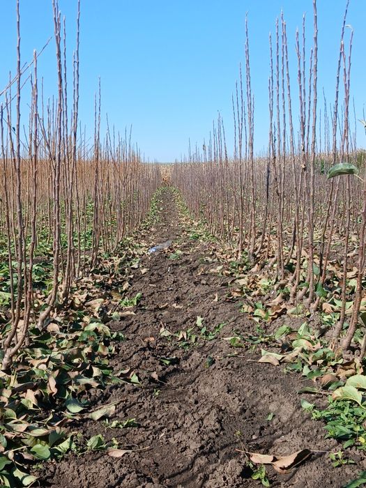 Pomi fructiferi certificati