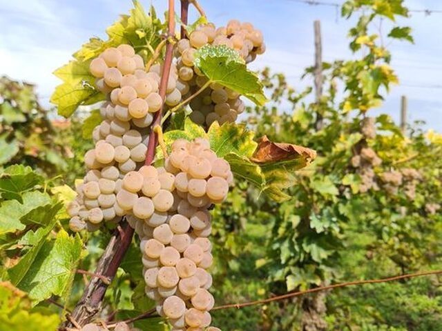 Vând struguri de vin valabil toate soiurile