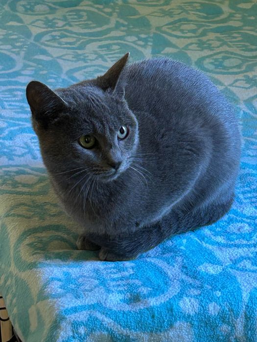 Подарявам котенца