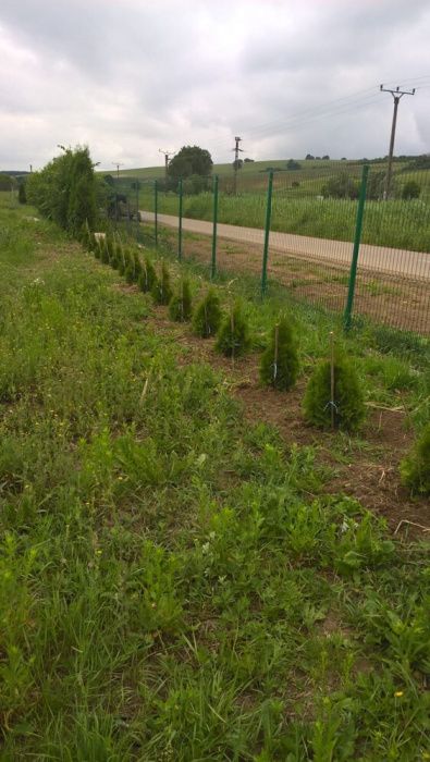 Pepiniera vindem arbori si arbusti ornamentali (TUIA, GARD VIU)