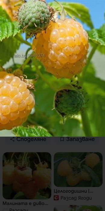 Малини жълти  ранни          !