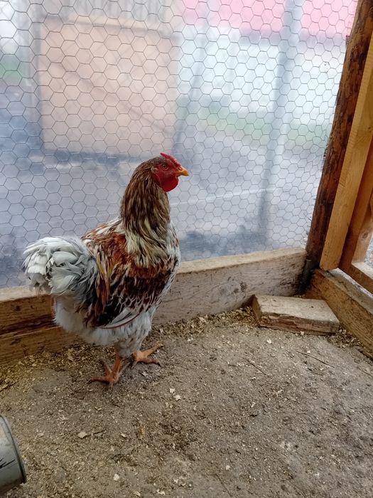 Cocoși Wyndotte splash