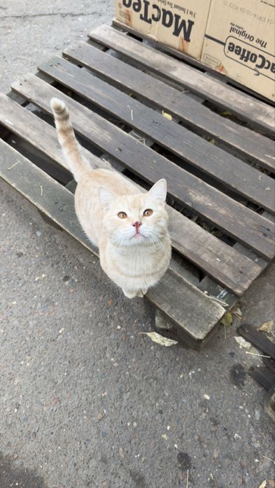 Отдадим кота в добрые руки