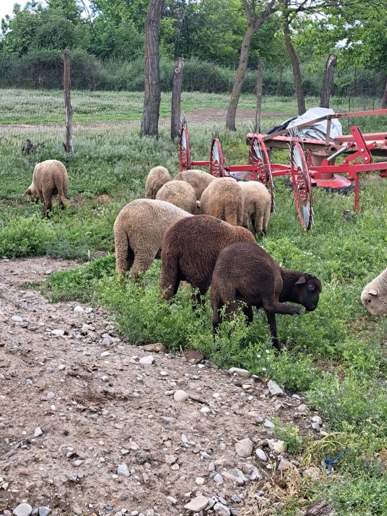Vând mei pentru Paști