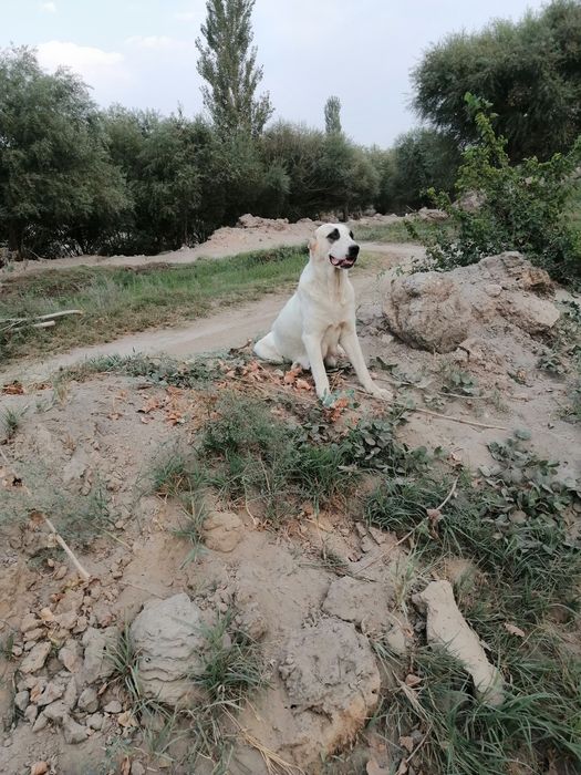 Алабай кучиклари тоза кон