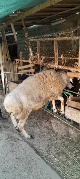 Зотли Кучкор Куйлар сотилади