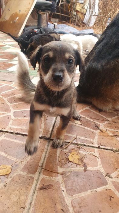 Щенки раздаем даром