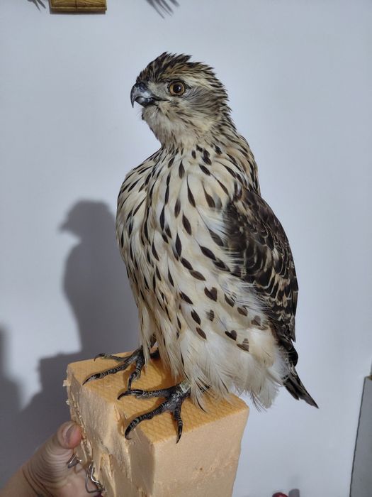 Uliu impaiat taxidermie U3