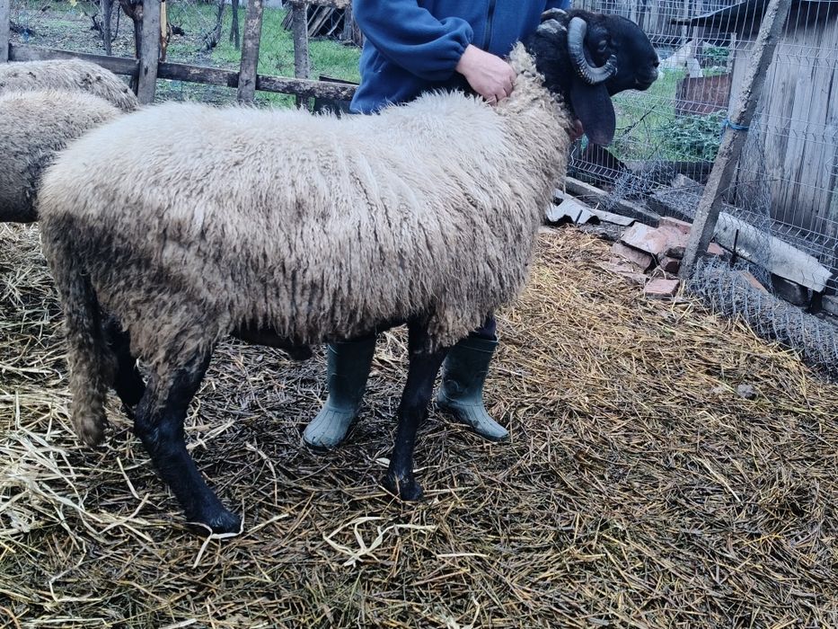 Berbec de vânzare 2pe3ani