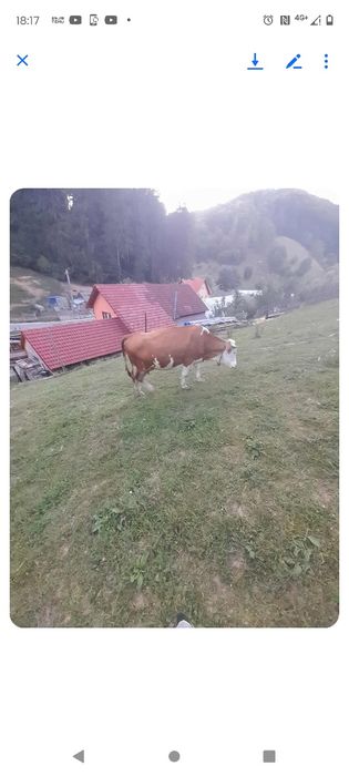 Vaca de vanzare..vârstă 2 ani și 5 luni