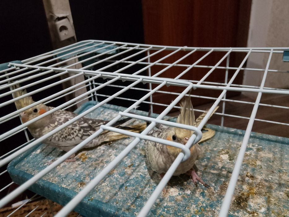 Папагали корела с клетка