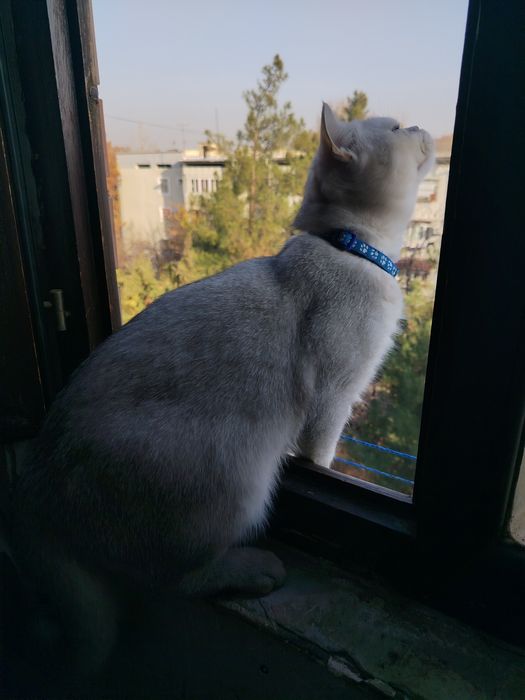 Sotiladi Shin shila silver zotti tozza