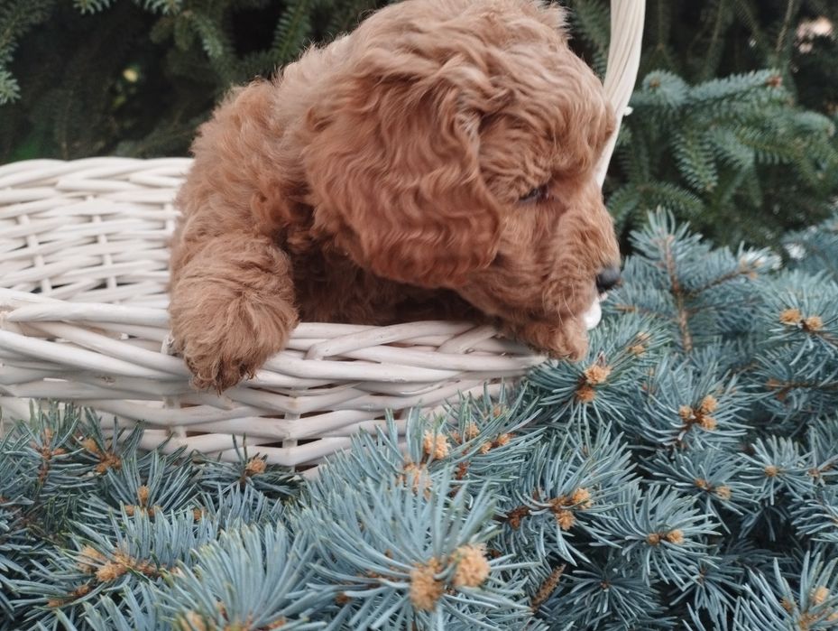 Той пудел Poodle toi