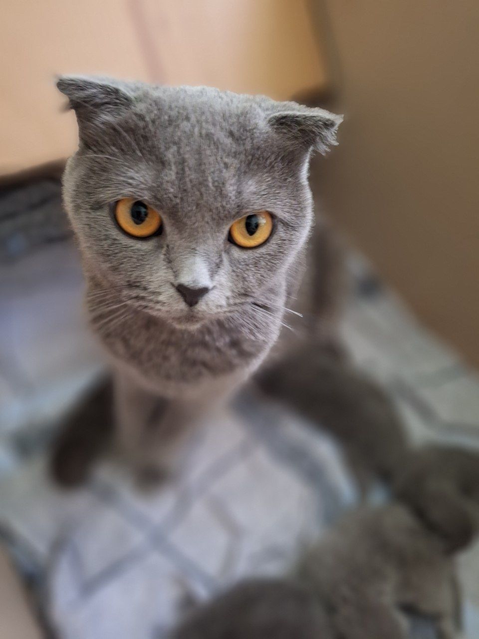 Продается котята скоттиш фолд синий, бронь
