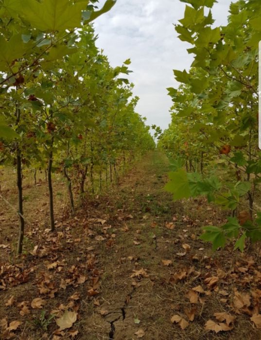 Mesteacăn alb/Platani/Tei de floare