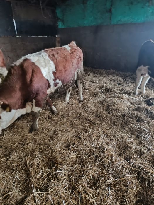 Tineret bovin M și F 150-350