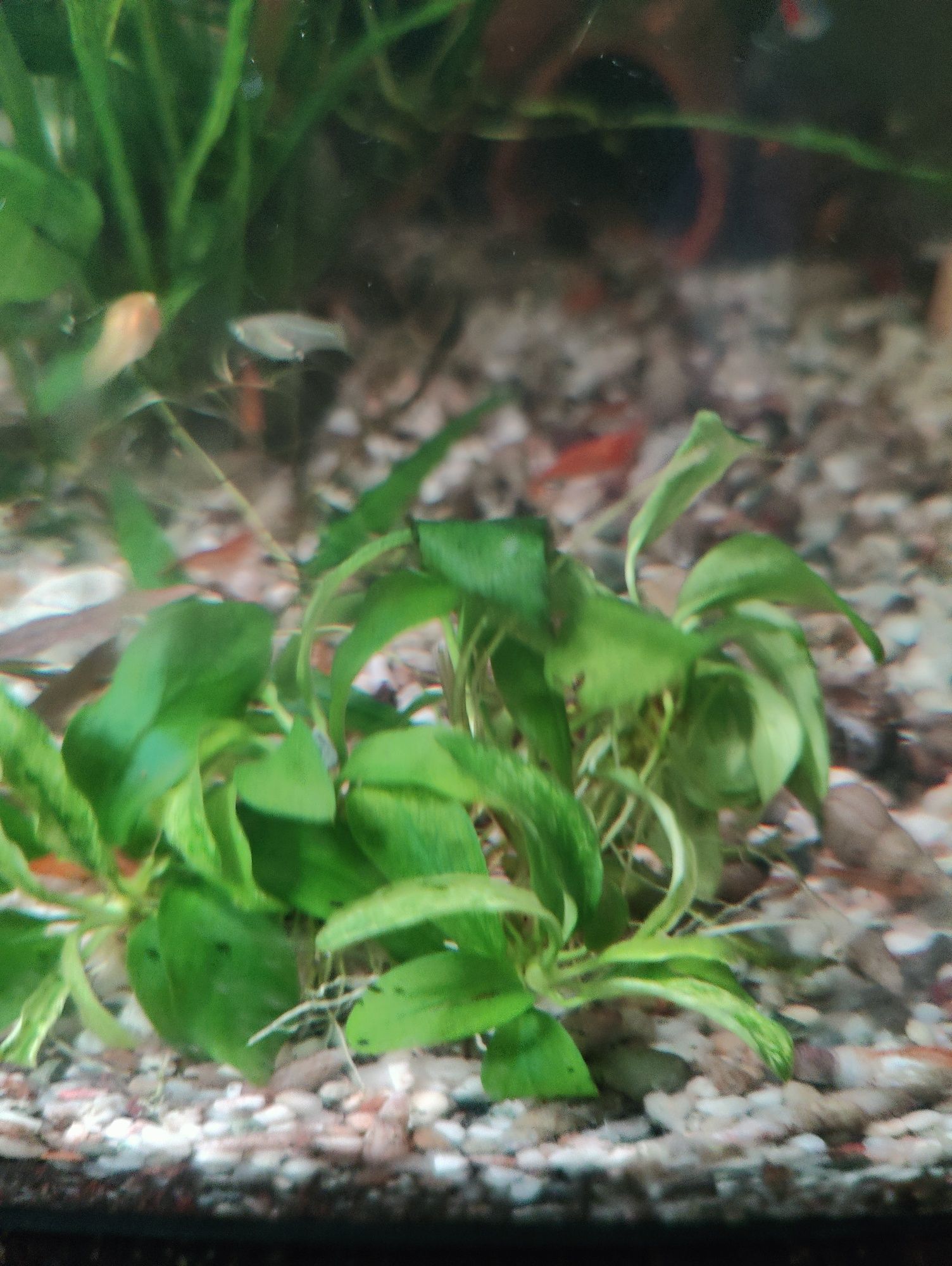 Plante naturale acvariu