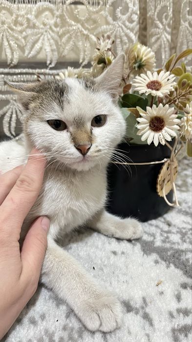 ОТДАДИМ ДАРОМ кошек в хорошие руки