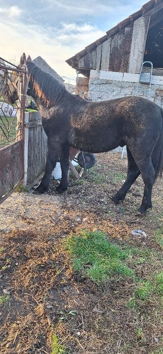 Manz castrat negru corb