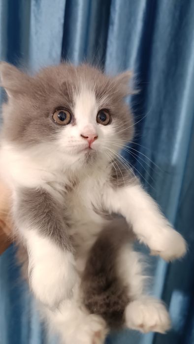 Продаётся котёнок скотиш страйт девочка