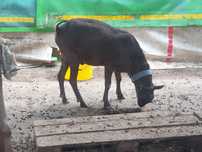 Vând țap murciano