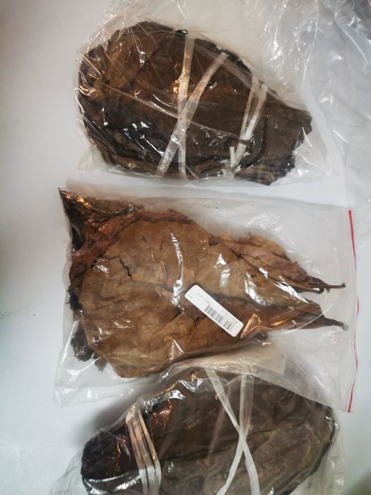 Frunze de katappa -pentru  paraziți intestinali