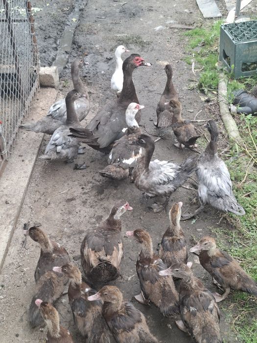 Rate lesesti de vânzare