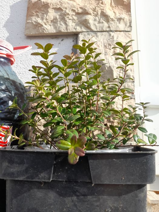 Vindem Merișor, alun