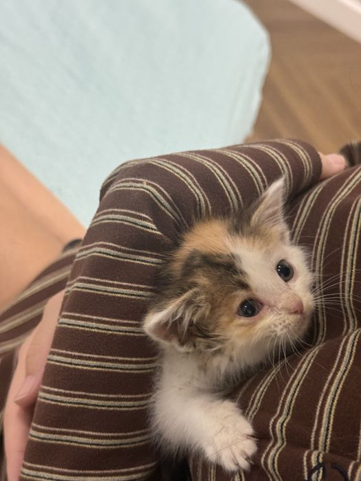 Котенок 1месяц красивый