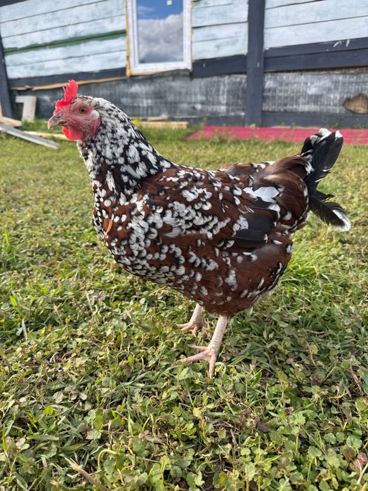 Sussex porțelan 120 bucata