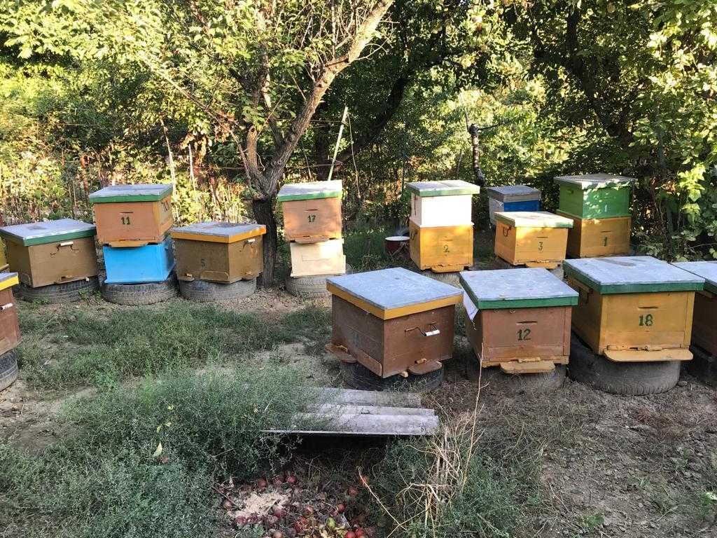 Vând 25 de roiuri de albine pe 10 rame
