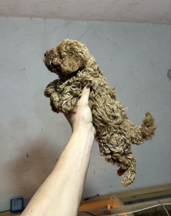 Мини пудел/poodle