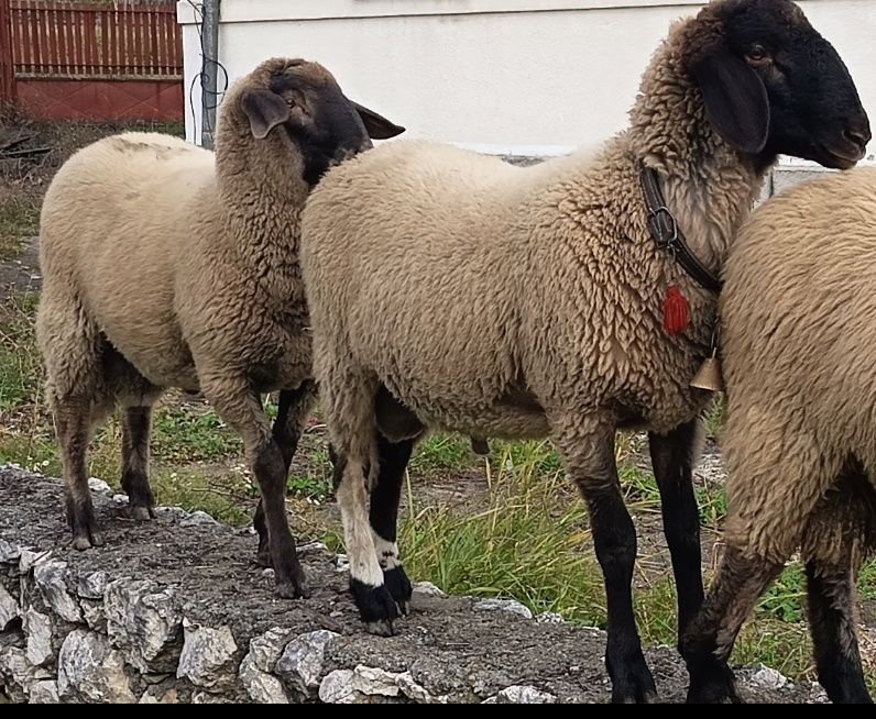 Vând 2 berbecuți,  berbeci de anul acesta, 2025