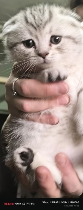 Продаётся скоттиш-фолд