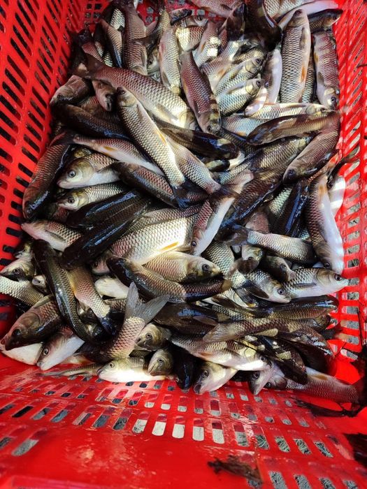 ilon baliq boqish uchun балик зимигалава