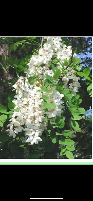 Vand Padure de salcam cu acte