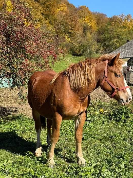 Vand manza de un an jumate