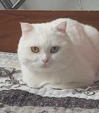 Вязка Шотландский Белый кот