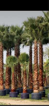 Palmieri exotici