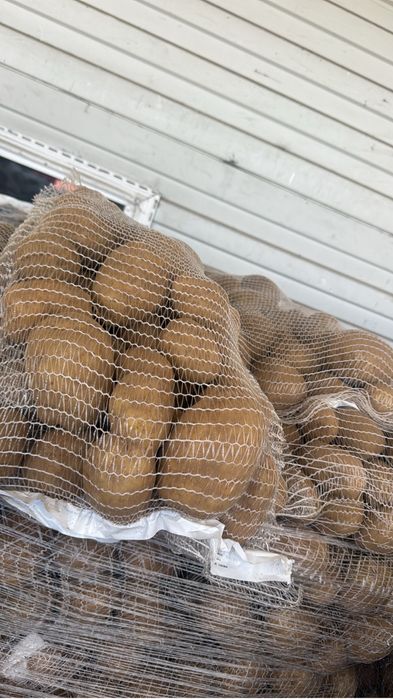 Cartofi origine Franta