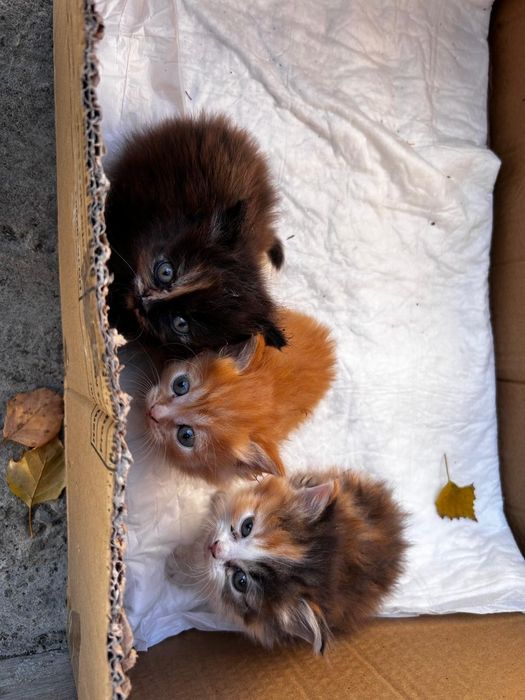 Котята, отдадим  1,5 месяца